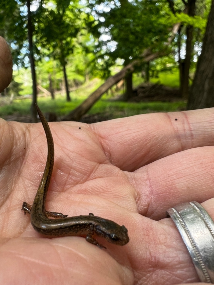 Two-lined Salamander